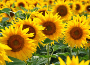 Sunflower