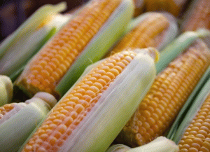 Corn
