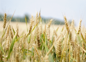 Barley