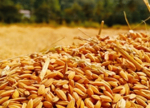 Wheat